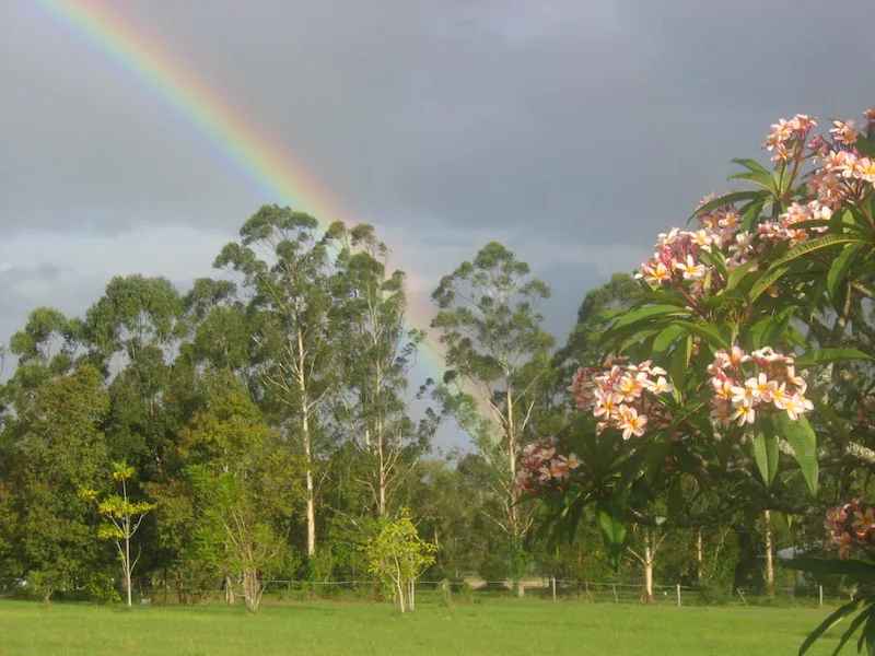 Rainbow over tall trees with flowered tree in foreground