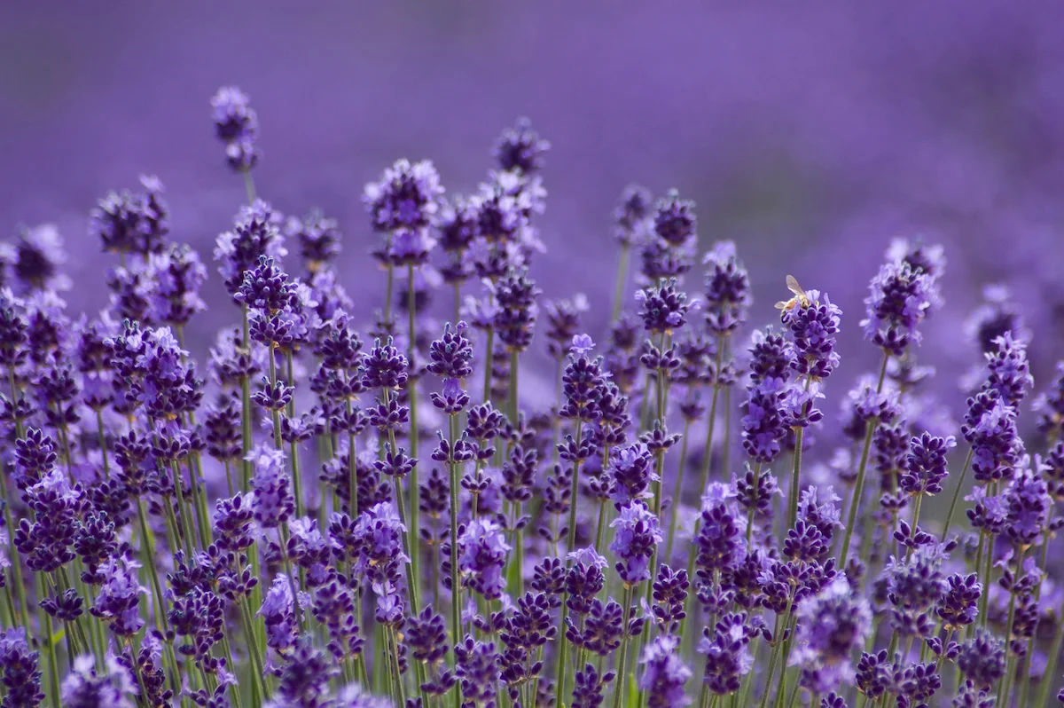 Bee on lavender plant