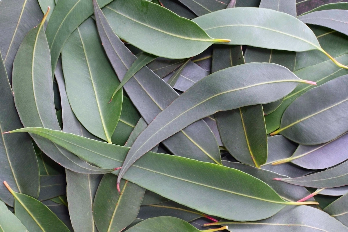 Close up of Blue Gum Eucalyptus